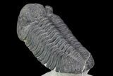 Drotops Trilobite - Top Quality Specimen! #76209-4